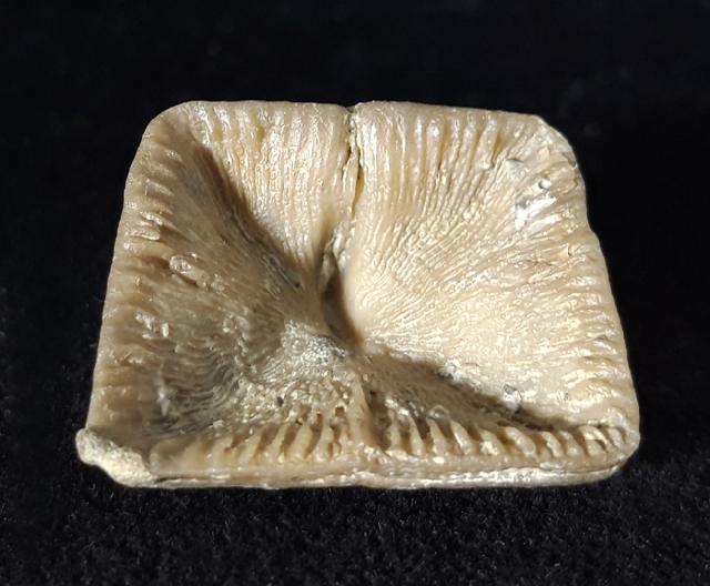 Goniophyllum pyramidale (HISINGER 1831) - Bild © FossNet FossilienStore